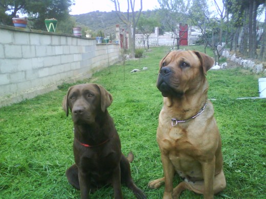 MIS NIÑAS MIS NIÑAS